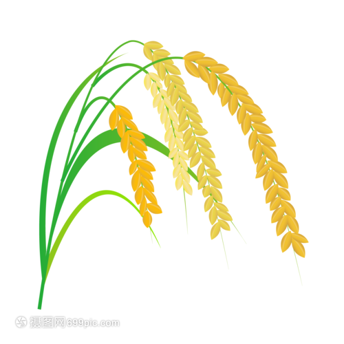 芒种水稻绿叶粮食成熟插画元素手绘