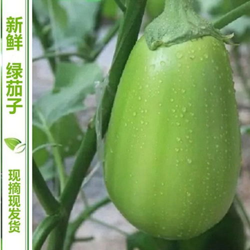 河南特产青茄子新鲜绿茄子圆茄子新鲜蔬菜绿皮茄子农家自种3斤5斤